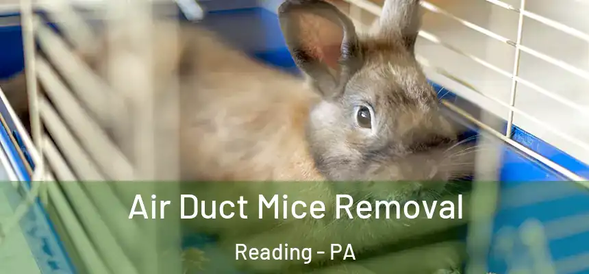  Air Duct Mice Removal Reading - PA