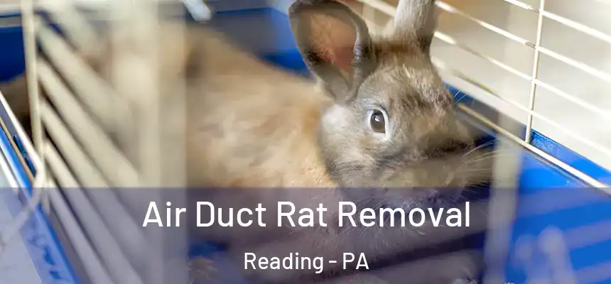  Air Duct Rat Removal Reading - PA